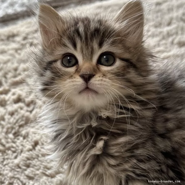 ID:2401-01244の子猫