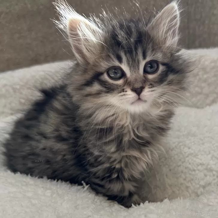 ID:2401-01241の子猫