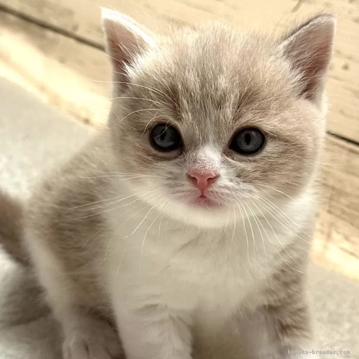 ID:2409-02784の子猫