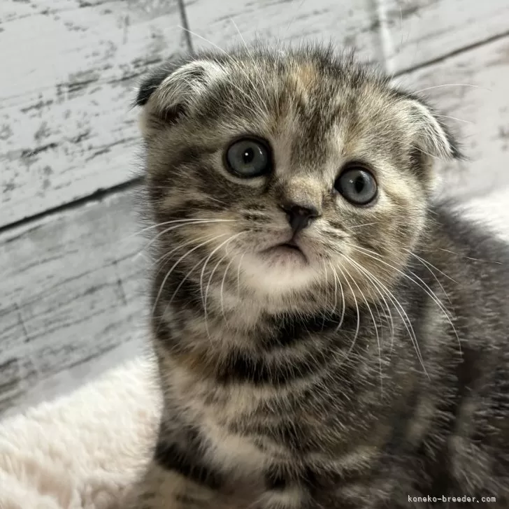 ID:2504-00253の子猫