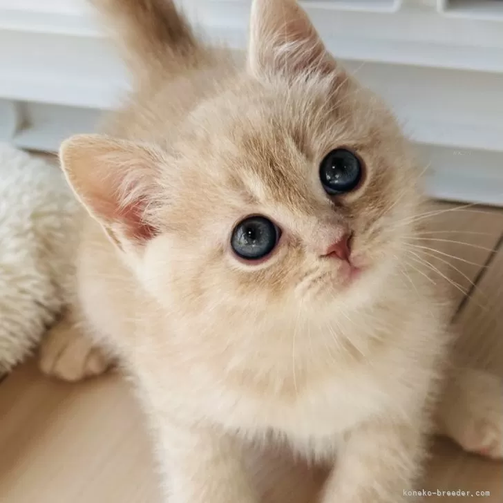 ID:2412-01895の子猫