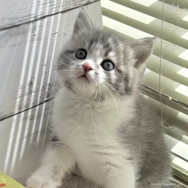 ID:2504-00113の子猫