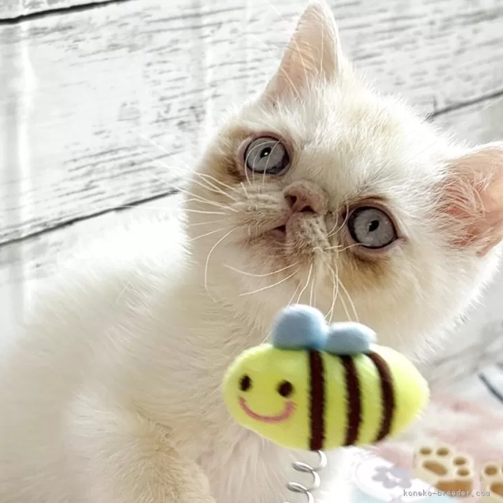 くるみん 様のお迎えした子猫