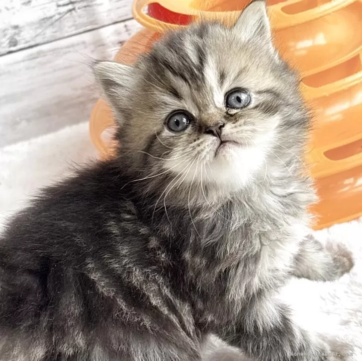 K.H 様のお迎えした子猫