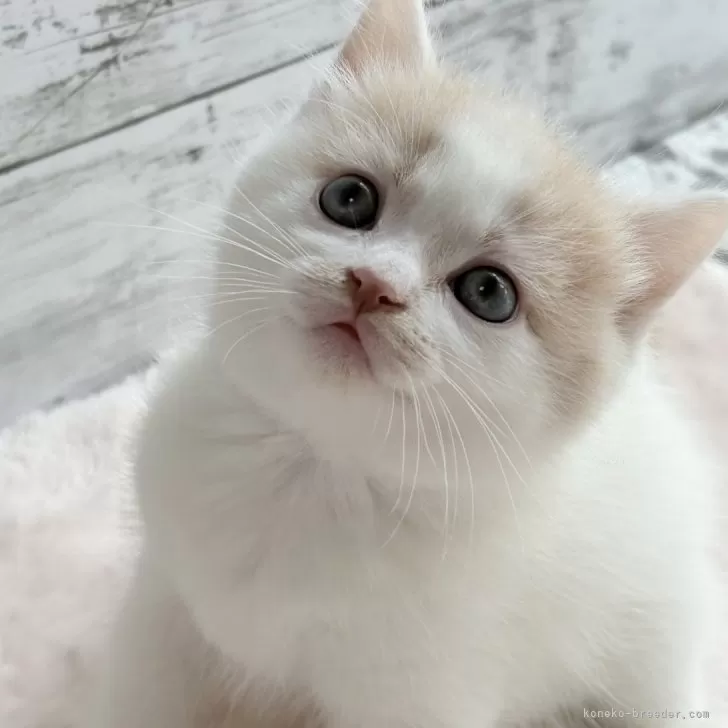 ID:2504-00111の子猫