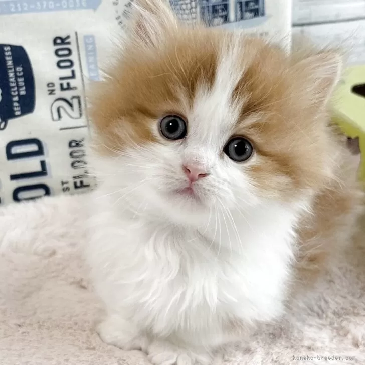 K.K 様のお迎えした子猫