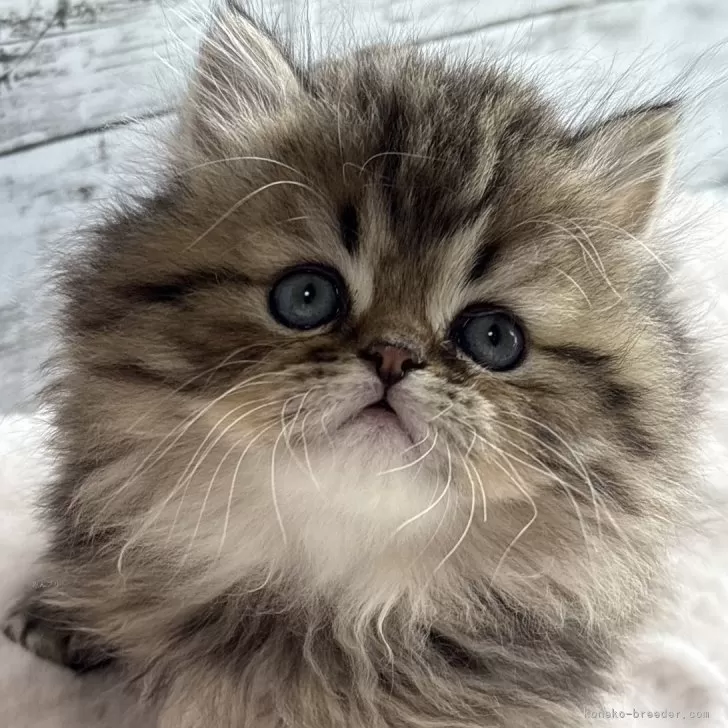 ID:2503-02041の子猫