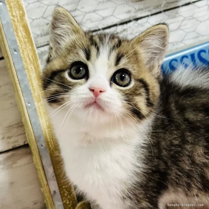 ID:2502-01921の子猫