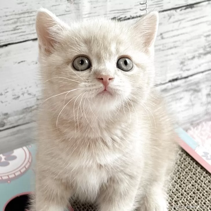 のん 様のお迎えした子猫