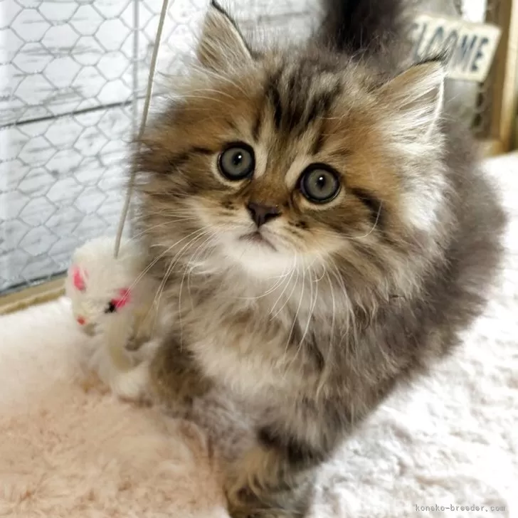 T.S 様のお迎えした子猫