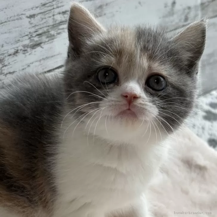 ID:2504-01028の子猫