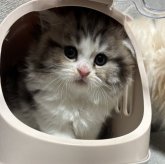 マンチカン(長足)