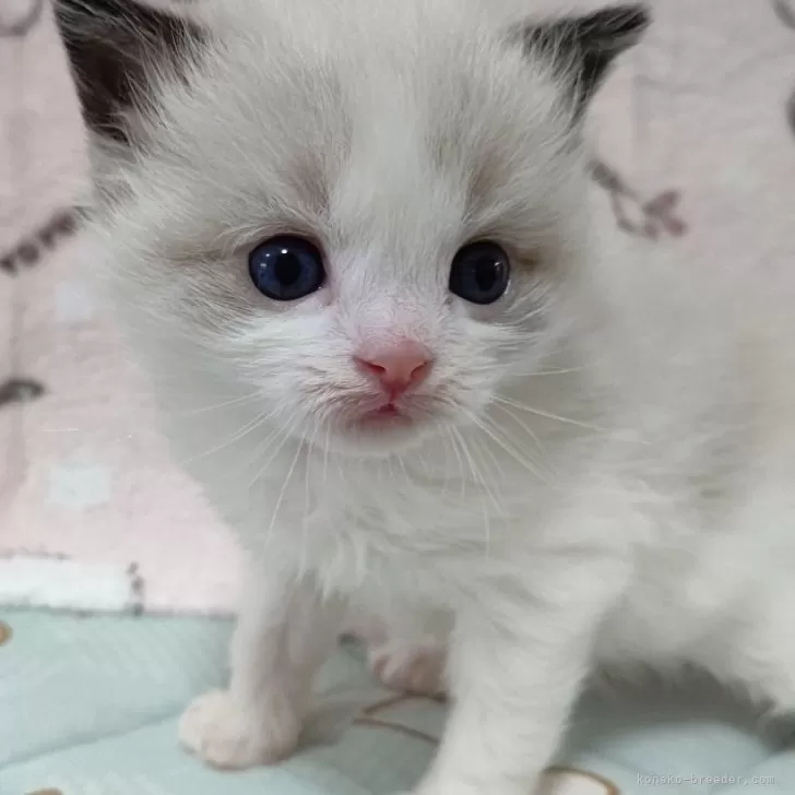 ID:2411-01522の子猫