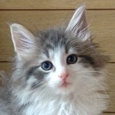 ノルウェージャンフォレストキャット