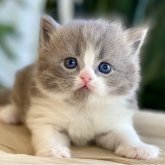 ブリティッシュロングヘア