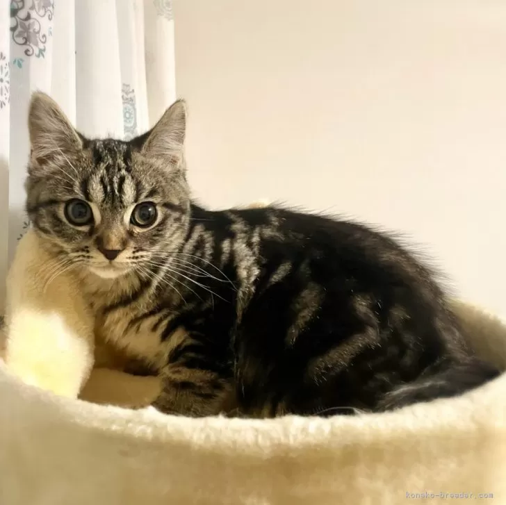 ID：2310-03128の子猫