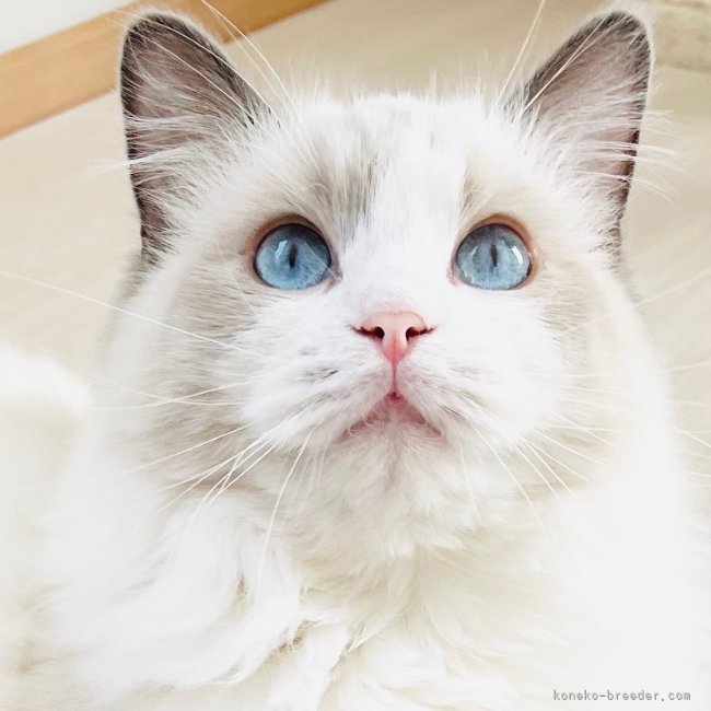 🤍お上品なお顔立ちのプリンセス🤍ジュリエットちゃん女の子🐈CFA｜小熊　加寿美(おぐま　かすみ)ブリーダー(福島県・ラグドールなど・ICC登録)の紹介写真5