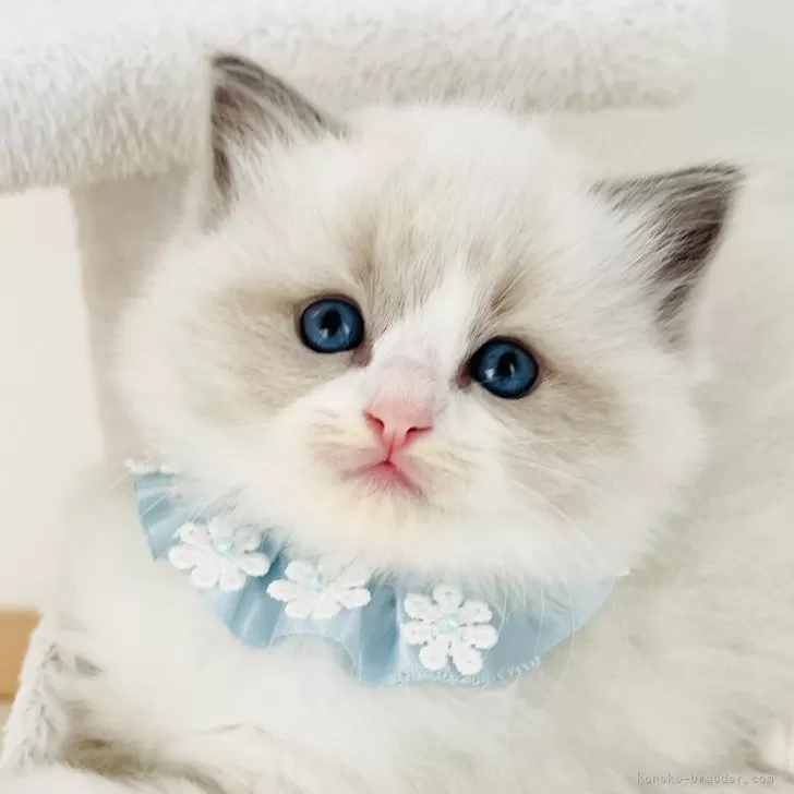 M.T 様のお迎えした子猫