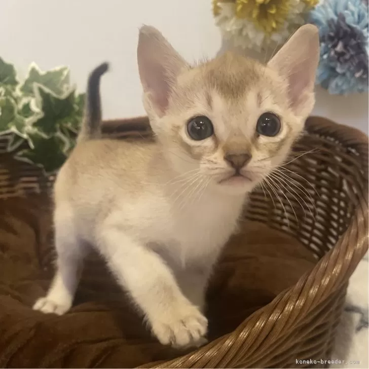 ID:2411-01306の子猫