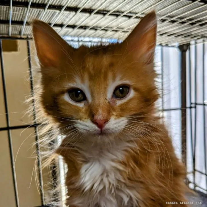 ID:2307-02294の子猫