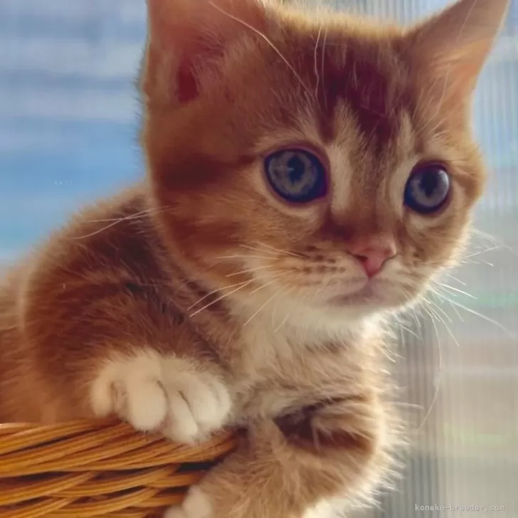 ID:2411-02961の子猫