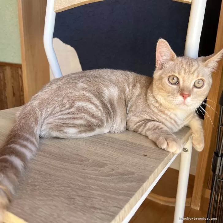 ID:2411-01872の子猫