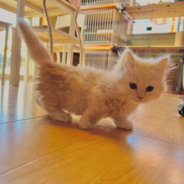 マンチカン(短足)【群馬県・女の子・2025年2月10日・クリームタビー】の写真「すごーく短足のふわふわモコモコガール♡」