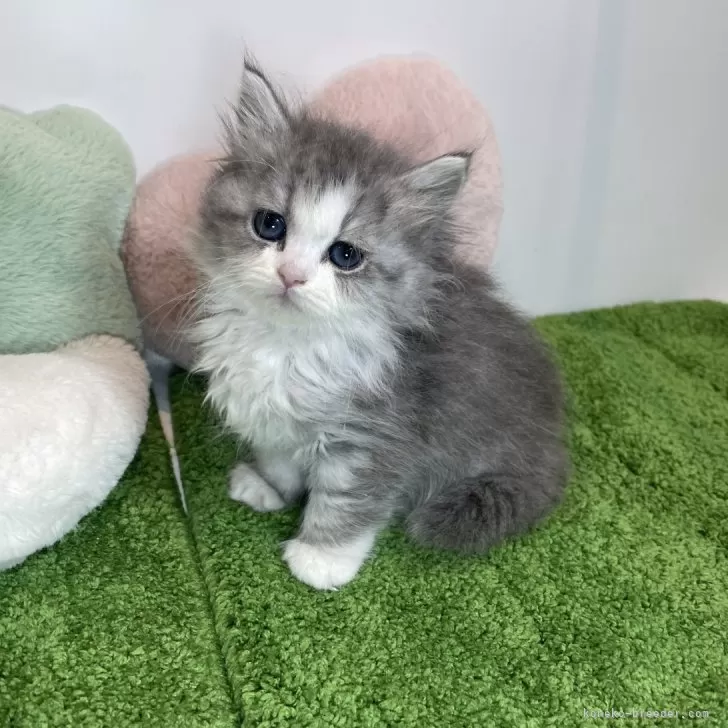 ID:2404-00267の子猫
