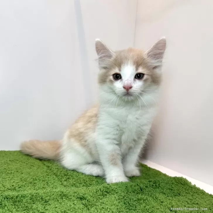 ID:2409-00055の子猫