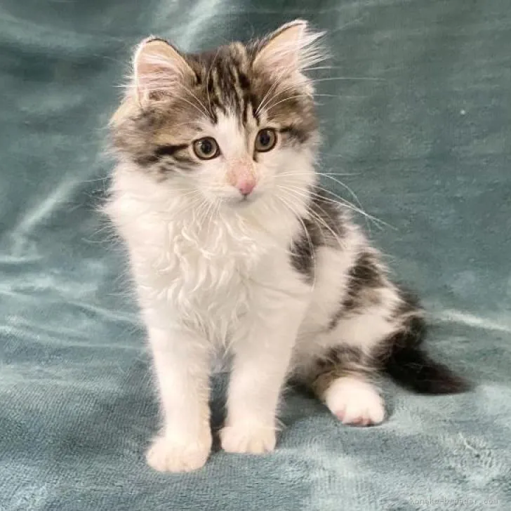 ID:2212-01835の子猫