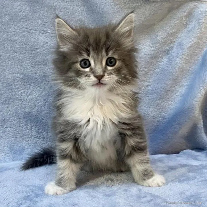 ID:2212-01016の子猫