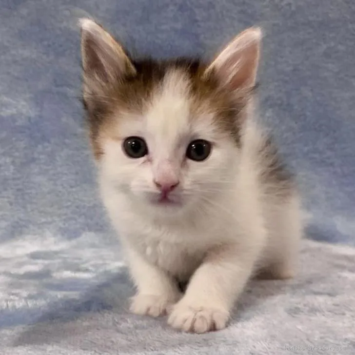ID:2212-01837の子猫
