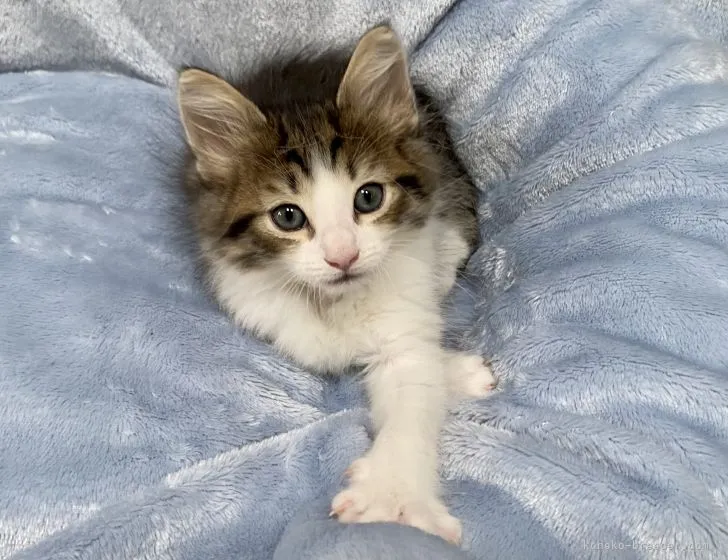 ID:2204-00084の子猫