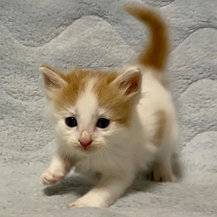ID:2208-00346の子猫
