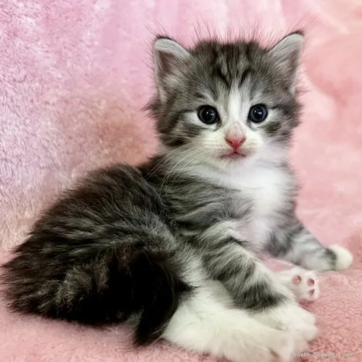 ID:2307-01039の子猫