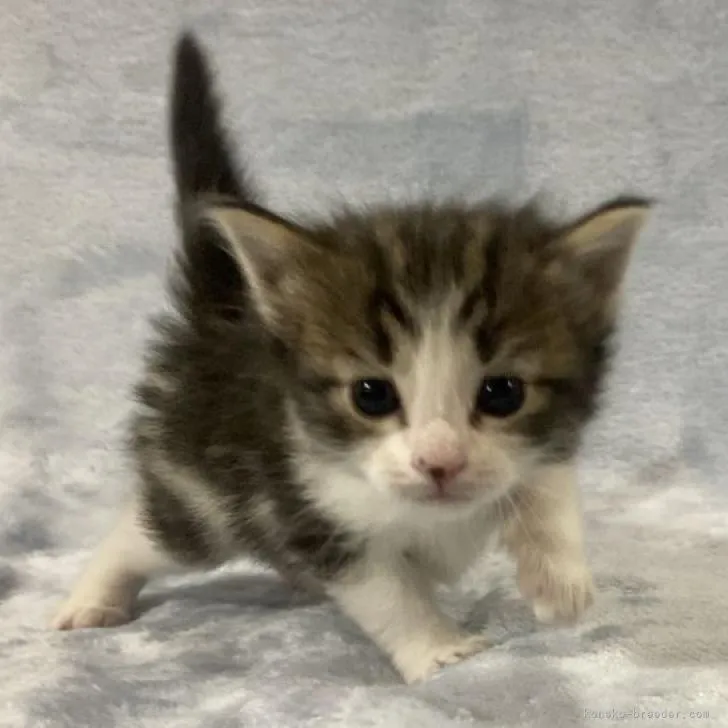 ID:2212-01796の子猫
