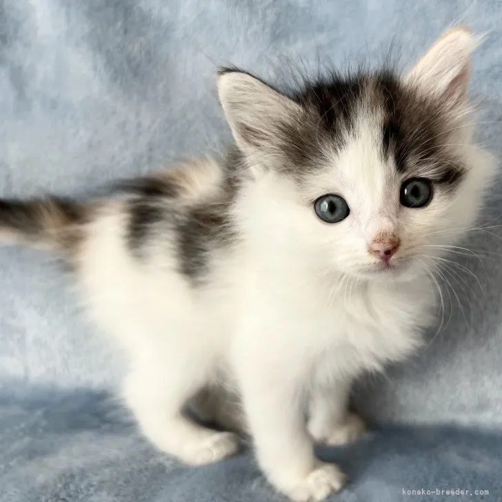 ID:2307-02246の子猫