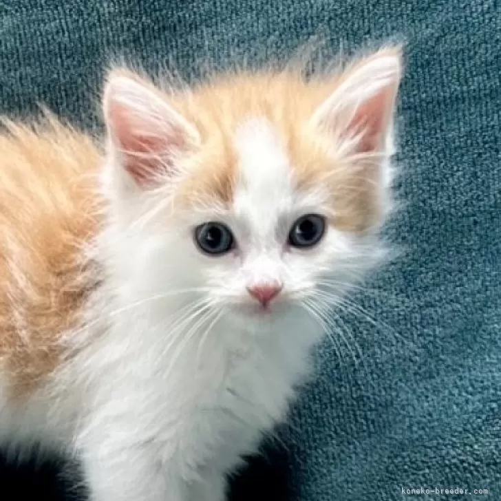ID:2407-01943の子猫