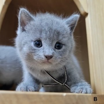 シャルトリュー【愛知県・男の子・2024年8月20日・ブルー（直毛）】の写真「猫じゃらし　大好き！」