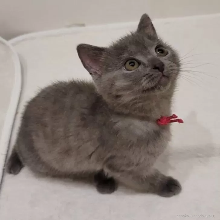 ID:2504-01720の子猫
