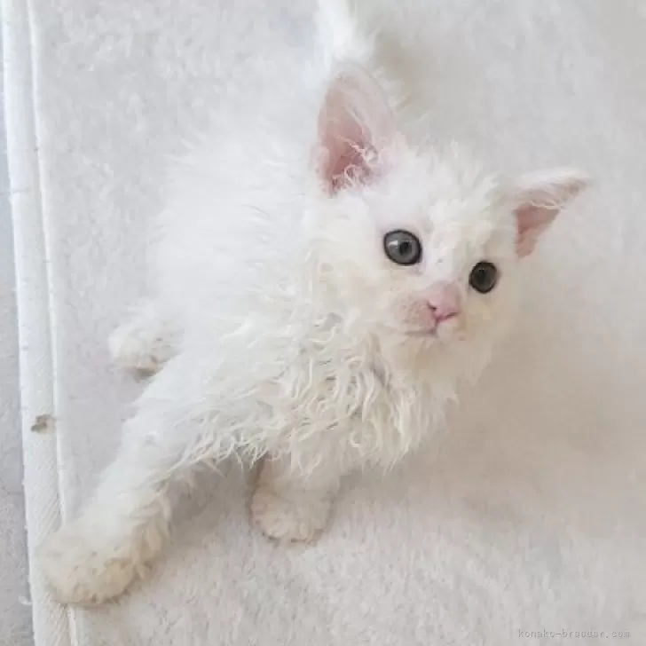 ID:2504-01710の子猫