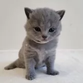 シャルトリュー