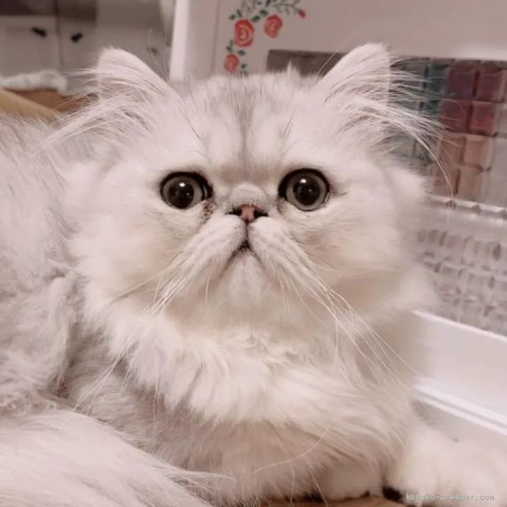 ID:2208-00863の子猫