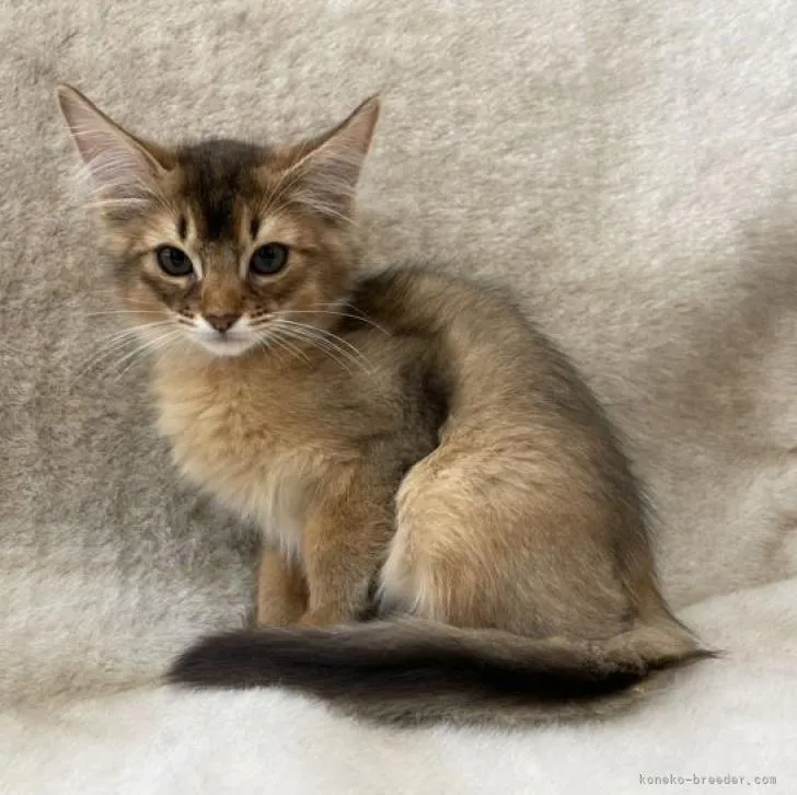 ID:2209-00448の子猫