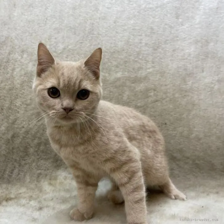 ID:2209-02174の子猫