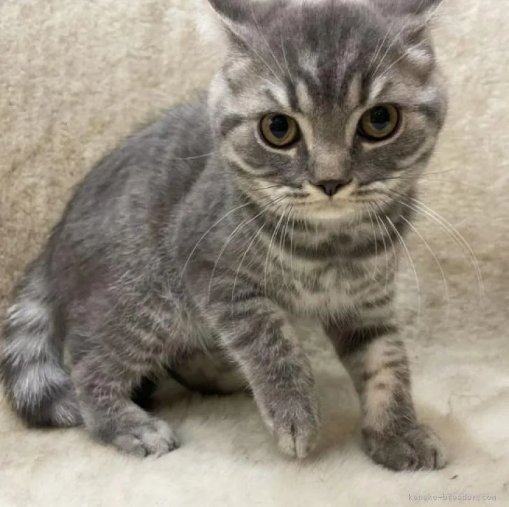 ID:2211-00729の子猫