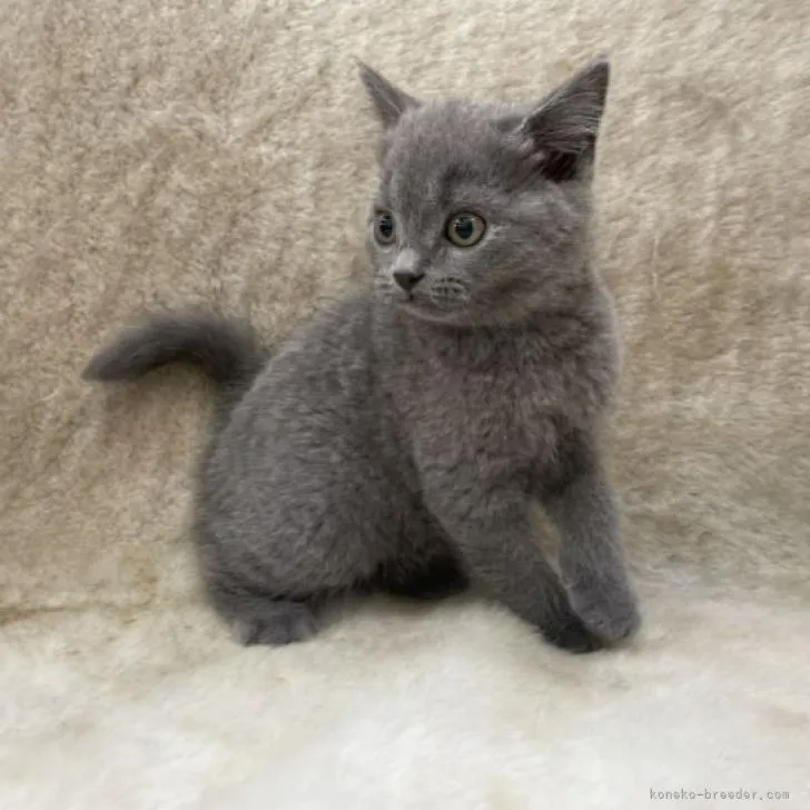ID:2208-00822の子猫