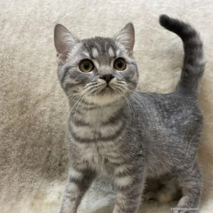 ID:2211-00730の子猫