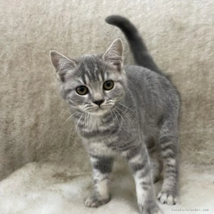 ID:2206-01691の子猫
