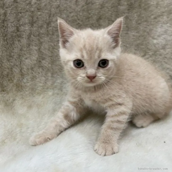 ID:2209-02175の子猫